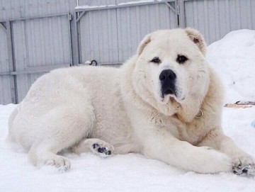 Алабай обучение у дома