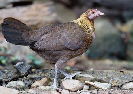 Dzhunglevaya пиле (петел bankivsky) - свещената птица слънце