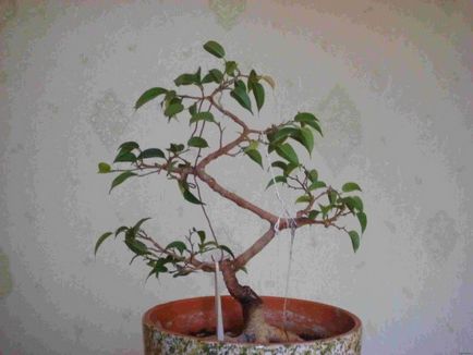 Образуване на корона Ficus benjamina