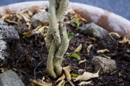 Образуване на корона Ficus benjamina