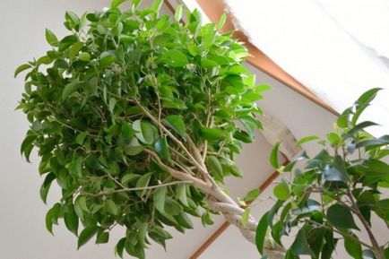 Образуване на корона Ficus benjamina