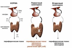 хипофизата и функцията на щитовидната жлеза