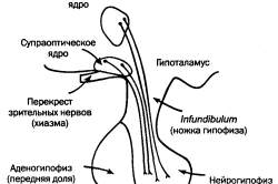 хипофизата и функцията на щитовидната жлеза