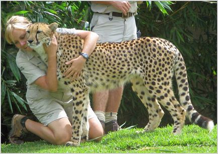 Cheetah Фото & Видео, порода описание, характер и начин на живот