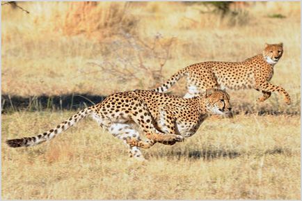 Cheetah Фото & Видео, порода описание, характер и начин на живот