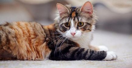 Херпес в котки възможни причини и лечение