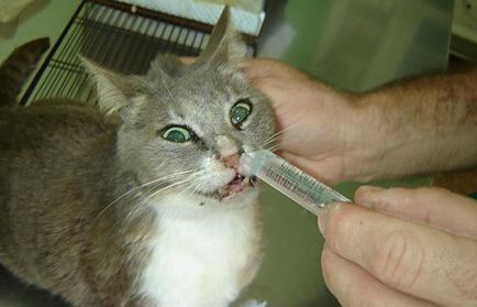 Херпес в котки възможни причини и лечение