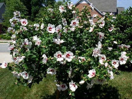 Hibiscus градина