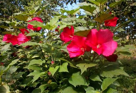 Hibiscus градина