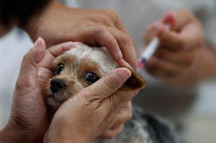 график за ваксиниране на кучета до една година