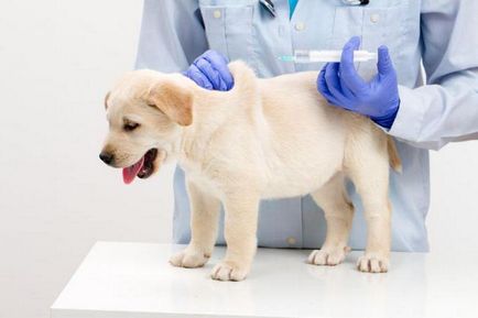 график за ваксиниране на кучета до една година