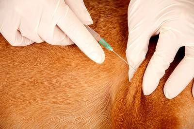Инструкции за това как да се направи инжекция подкожно куче