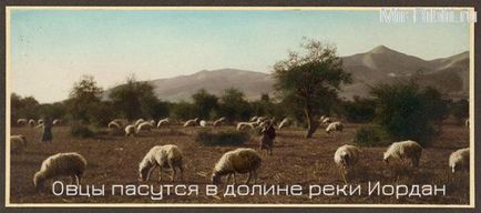 Интересно живота на овчарите