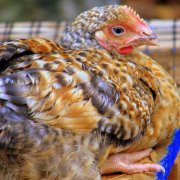 Интересни факти за петли и кокошки анатомия, живели като пиле без глава и половина години и пилешко