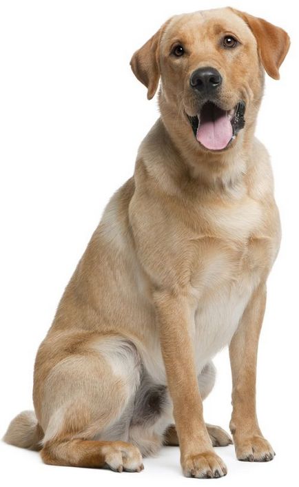 Какво порода куче е най-умният в световната класация топ 10 със снимки
