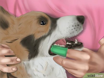 Как да си миете зъбите на кучето