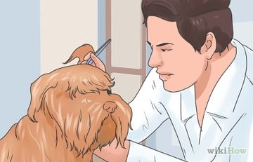 Как да си миете зъбите на кучето