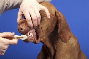 Как да си миете зъбите куче свиквам и акт