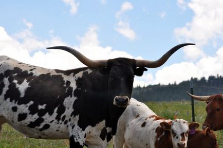 Какво порода крави са преглед със снимки, описание на видовете
