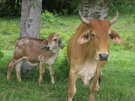 Какво порода крави са преглед със снимки, описание на видовете
