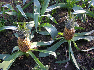 Как и къде ананаси растат особено овощарството в една плантация в оранжерията и стаята