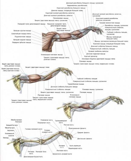 Как да се изгради мускули на ръцете (бицепс и трицепс)