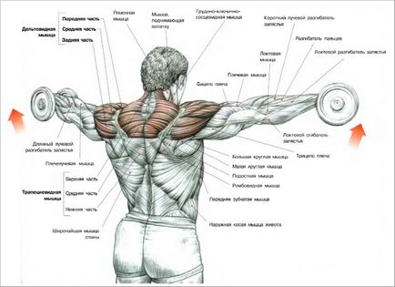Как да се изгради на раменете - ръководство за ефективни делтоиди обучение