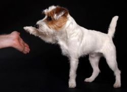 Как да се научи кучето си да даде лапа