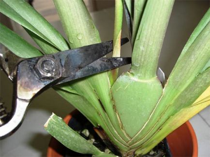Как да отрежете орхидеята след цъфтежа правила обща информация резитба, грижи орхидея след