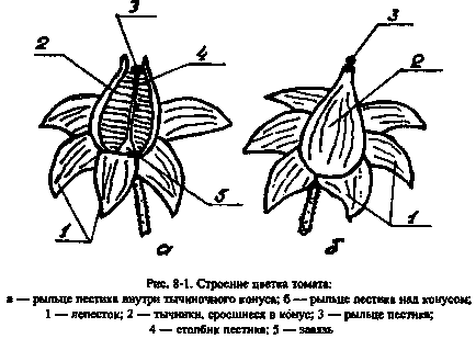 Как да се опрашват домати у дома