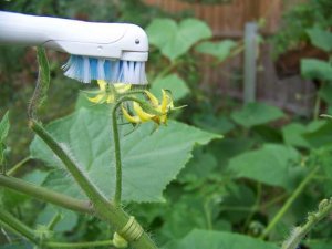 Как да оплоди растения на закрито хидропоника за всички