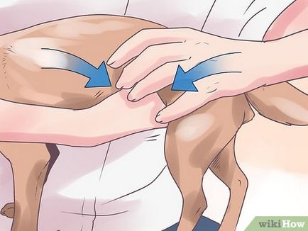 Как да се изпразни пикочния мехур при парализирани кучета