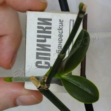 Как да се отдели от маце Phalaenopsis орхидеи, expertoza