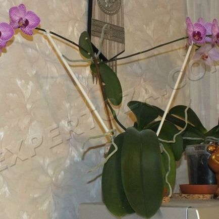 Как да се отдели от маце Phalaenopsis орхидеи, expertoza