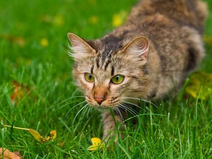 Какво миризма не обичам котки отблъскващи миризми на котки в градината и вилата