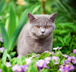Какво миризма не обичам котки отблъскващи миризми на котки в градината и вилата