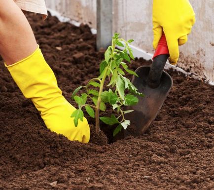 Как да се пресаждат на разсад в доматите на почвата