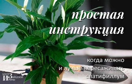 Как да се пресаждат Spathiphyllum у дома