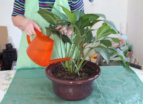 Как да се пресаждат Spathiphyllum (женски щастие) в дома