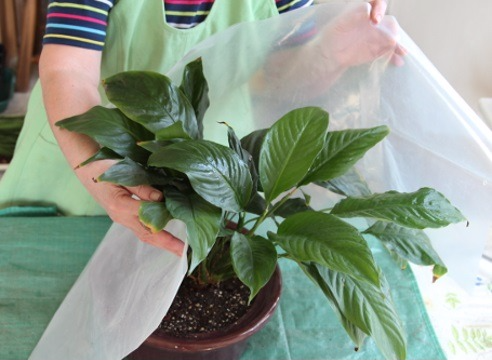 Как да се пресаждат Spathiphyllum (женски щастие) в дома