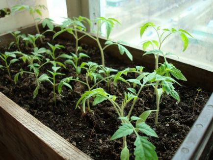Как да засадят домати се грижат за доматен разсад