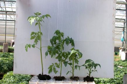 Как да засадят домати се грижат за доматен разсад