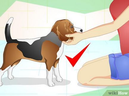 Откъде знаеш какво иска кучето си