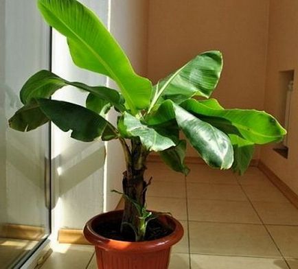 Как да се засадят и да растат банан у дома, грижи за саксийни банан
