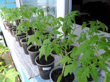 Как да засадят домати разсад в правилния избор на семена, етапи на отглеждане