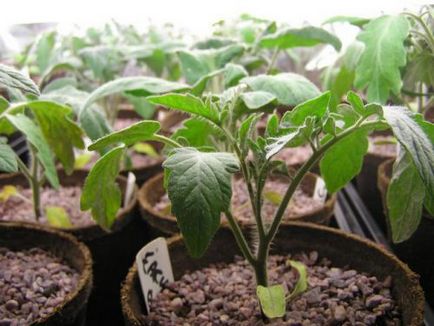 Как да засадят домати разсад в правилния избор на семена, етапи на отглеждане
