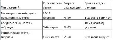 Как да засадят домати разсад в правилния избор на семена, етапи на отглеждане