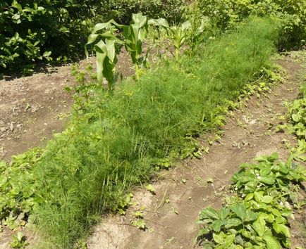 Как да се засадят копър и магданоз в страната и как да ги отглеждат, видео