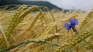 Как да се сее и расте зимна пшеница