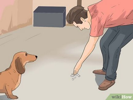 Как да хванете бездомно куче